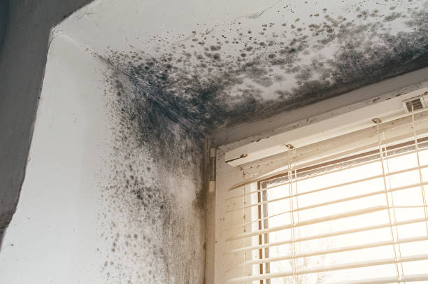 Trusted Mold Inspection service in Parksley, VA - Cheap Mold Removal