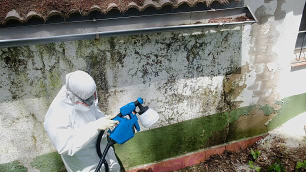 Trusted Crawl Space Mold Removal service in Parksley, VA - Cheap Mold Removal